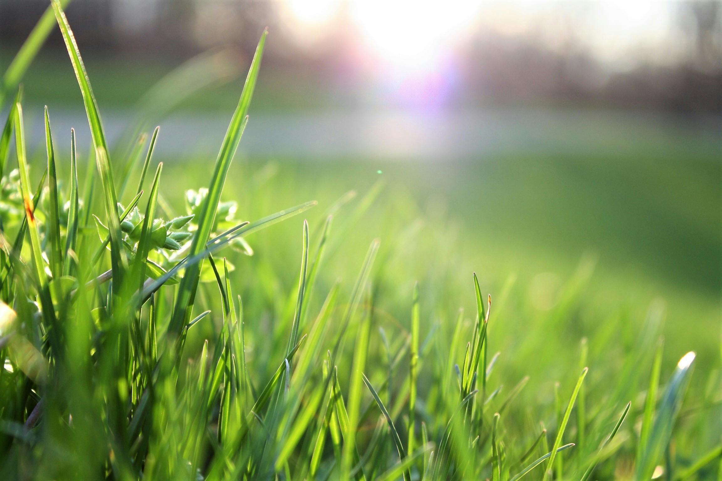 picture of grass